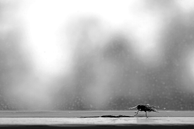 W okno patrzę... null