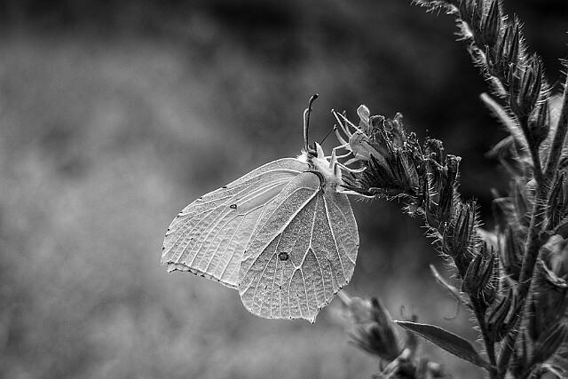 Latolistek cytrynek null
