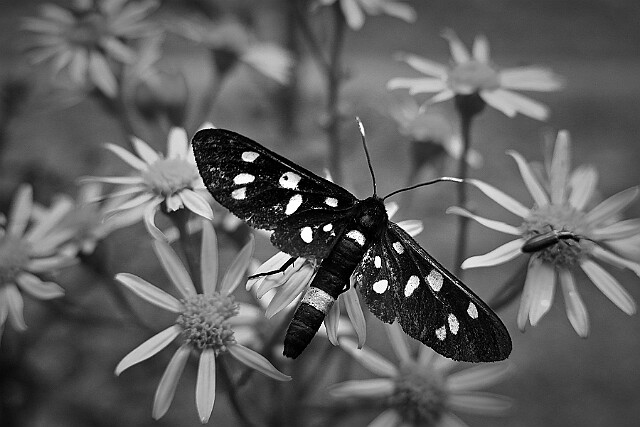 Oblaczek granatek null