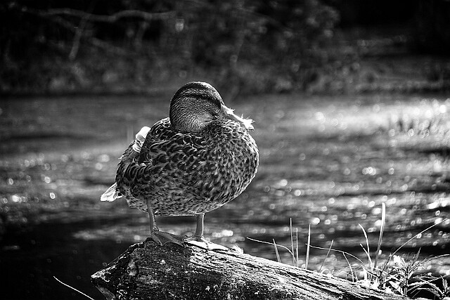 Kaczka krzyżówka null