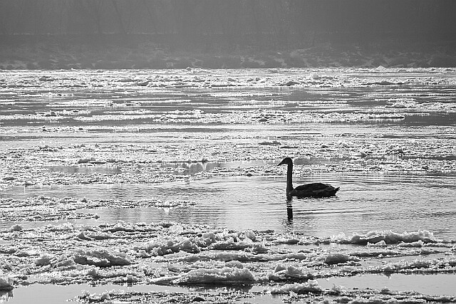 Łabędź pomiędzy krami null