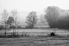 Pejzaż z żurawiami null