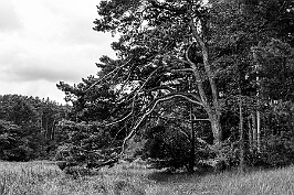 Puszcza Bydgoska null