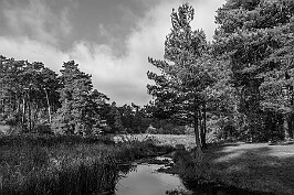 Puszcza Bydgoska null