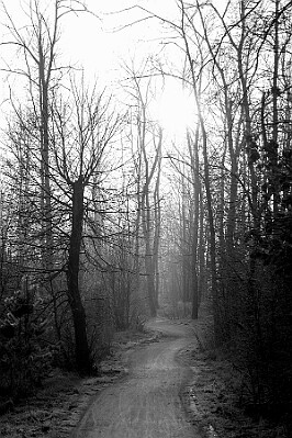 Droga rowerowa do Koronowa null