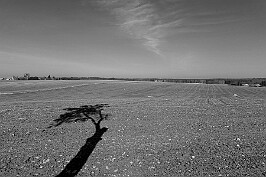 Krajobraz z cieniem drzewa null